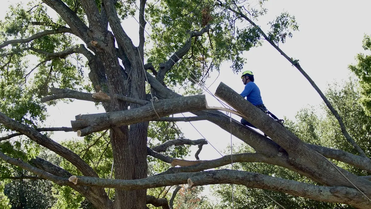 Professional Crown Thinning performed by certified arborists in Wind Ridge